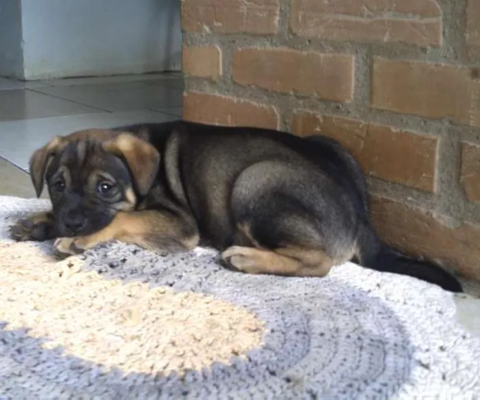 Cachorro ra a SRD idade Abaixo de 2 meses nome Sem nome