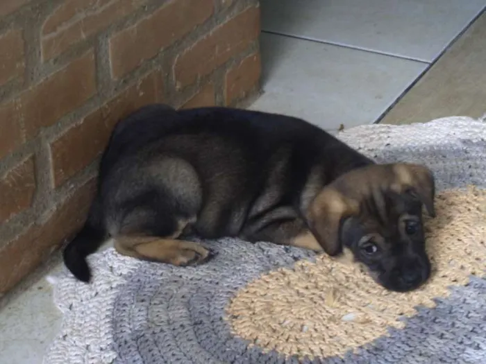 Cachorro ra a SRD idade Abaixo de 2 meses nome Sem nome
