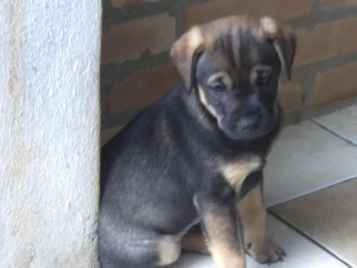 Cachorro ra a SRD idade Abaixo de 2 meses nome Sem nome