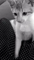 Jolie