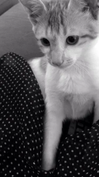 Gato ra a SRD idade 2 a 6 meses nome Jolie