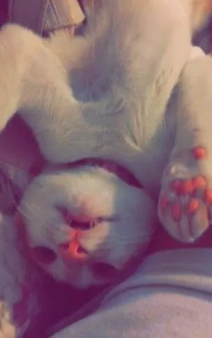 Gato ra a SRD idade 2 a 6 meses nome Jolie