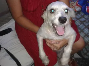Cachorro raça Poodle idade 2 anos nome Princesa