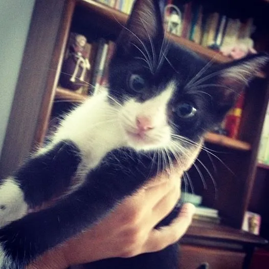 Gato raça SRD idade 2 a 6 meses nome Pitoco