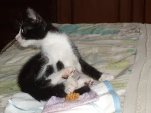 Gato raça SRD idade 2 a 6 meses nome Pitoco