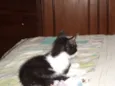Pitoco