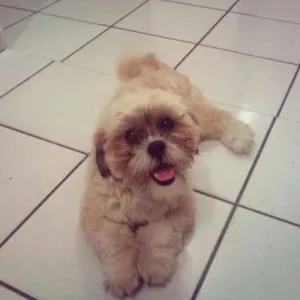 Cachorro raça Lhasa Apso idade 2 anos nome Petit