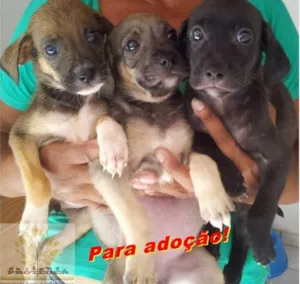 Cachorro raça Dv idade  nome Lindos Animaizinhos