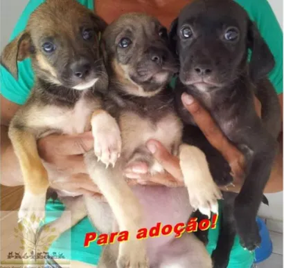 Cachorro raça Dv idade  nome Lindos Animaizinhos