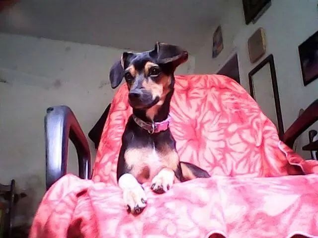 Cachorro ra a SRD idade 1 ano nome Neguinha