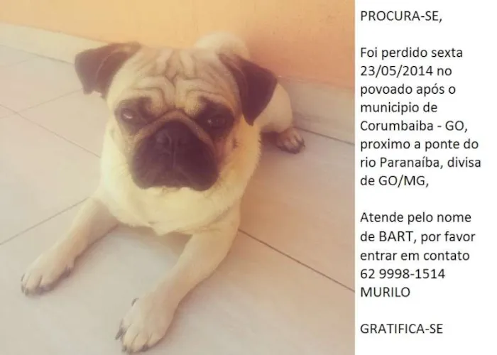 Cachorro ra a pug idade 2 anos nome bart GRATIFICA