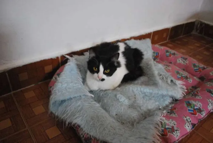 Gato ra a  idade 2 a 6 meses nome Popis, peluda, cast