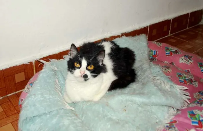 Gato ra a  idade 2 a 6 meses nome Popis, peluda, cast