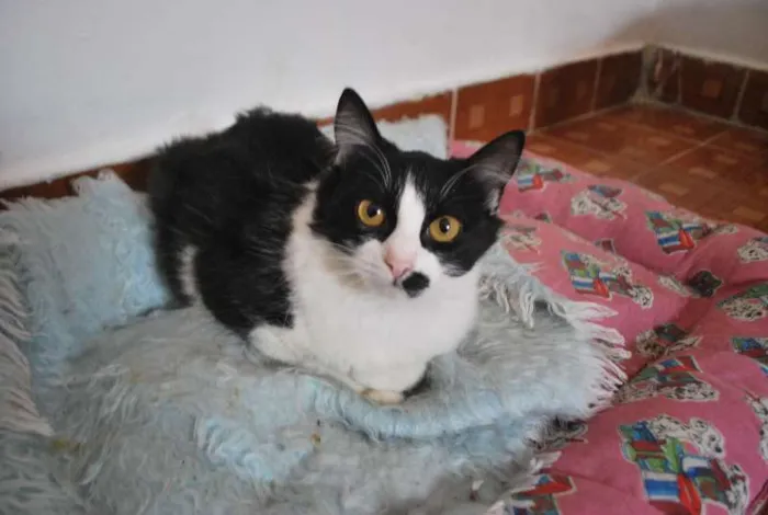 Gato ra a  idade 2 a 6 meses nome Popis, peluda, cast