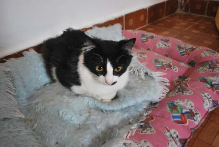 Gato ra a  idade 2 a 6 meses nome Popis, peluda, cast