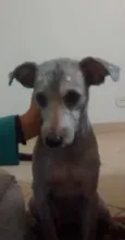 Cachorro raça indefinida idade 4 anos nome sem nome