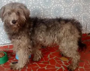 Cachorro raça indefinida idade 4 anos nome sem nome