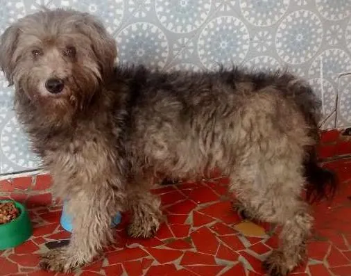 Cachorro raça indefinida idade 4 anos nome sem nome