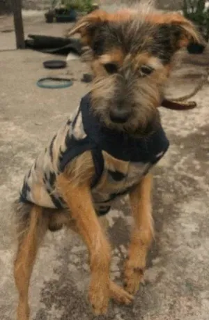 Cachorro raça SRD idade 2 anos nome Dingo