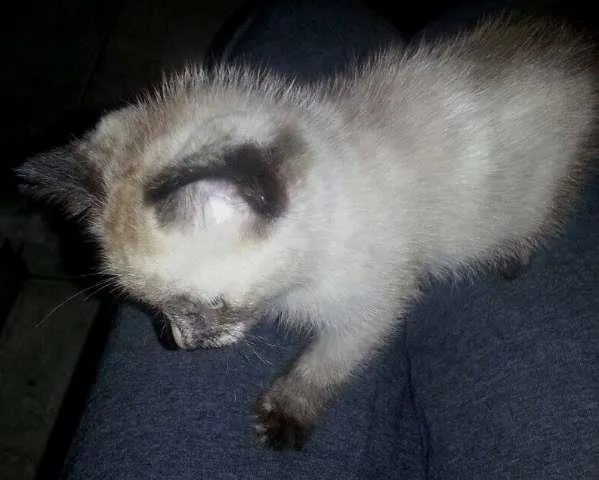 Gato ra a Siamês idade 2 a 6 meses nome Sem Nome