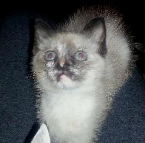 Gato ra a Siamês idade 2 a 6 meses nome Sem Nome