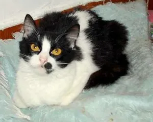 Gato raça  idade 2 a 6 meses nome Popis, peluda, cast