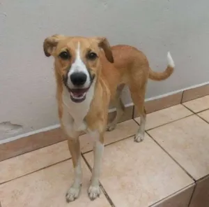 Cachorro raça Vira-lata idade 1 ano nome Nala