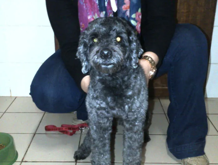 Cachorro ra a Poodle idade  nome n