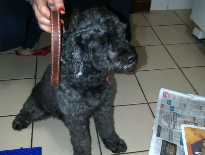 Cachorro ra a Poodle idade  nome n