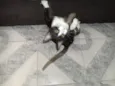 Pitoco