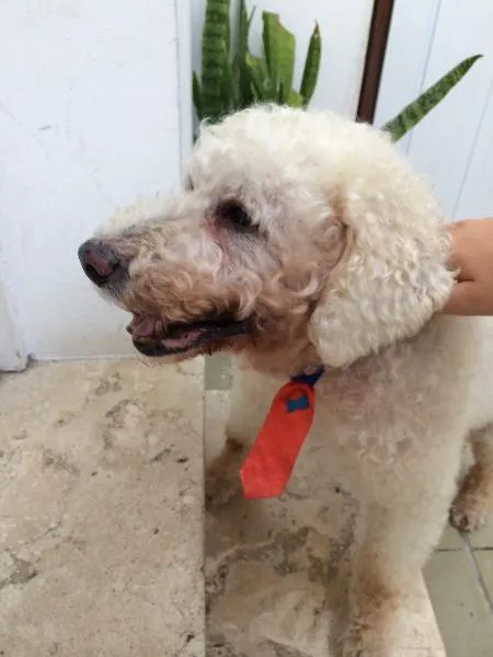 Cachorro ra a Poodle idade 6 ou mais anos nome Fred