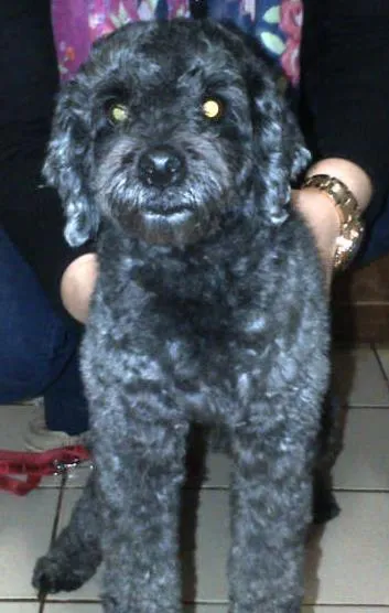 Cachorro ra a Poodle idade  nome n