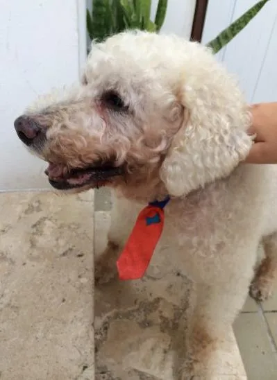 Cachorro ra a Poodle idade 6 ou mais anos nome Fred