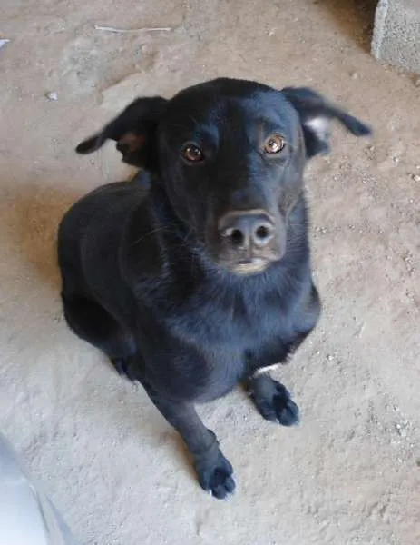 Cachorro ra a RND idade 2 anos nome Negão