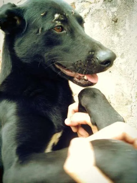 Cachorro ra a RND idade 2 anos nome Negão