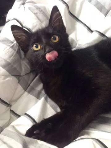 Gato ra a Vira-lata idade 2 a 6 meses nome Dexter
