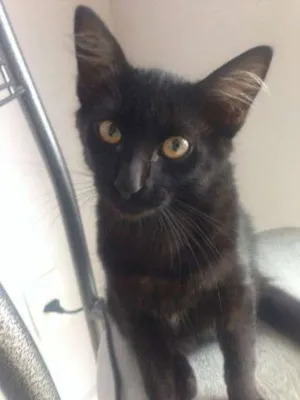 Gato raça Vira-lata idade 2 a 6 meses nome Dexter