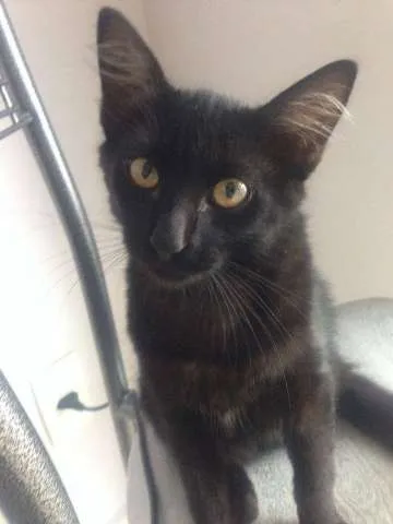 Gato ra a Vira-lata idade 2 a 6 meses nome Dexter