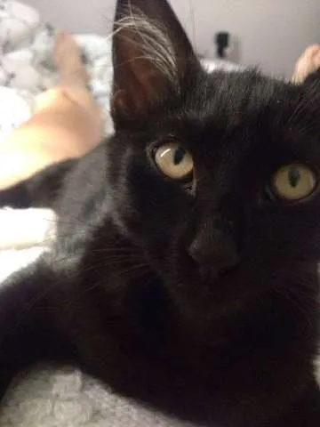 Gato ra a Vira-lata idade 2 a 6 meses nome Dexter