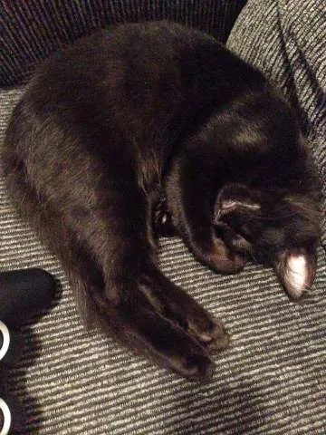 Gato ra a Vira-lata idade 2 a 6 meses nome Dexter