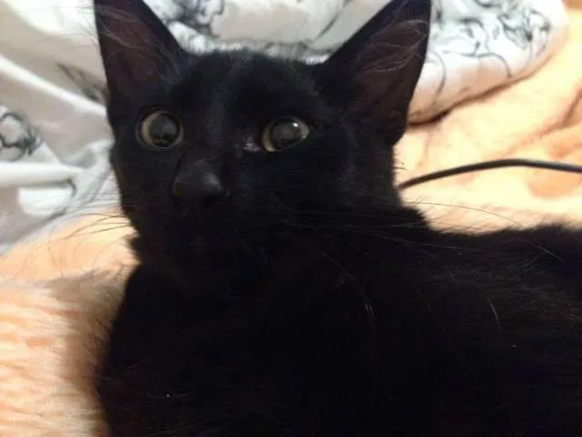 Gato ra a Vira-lata idade 2 a 6 meses nome Dexter