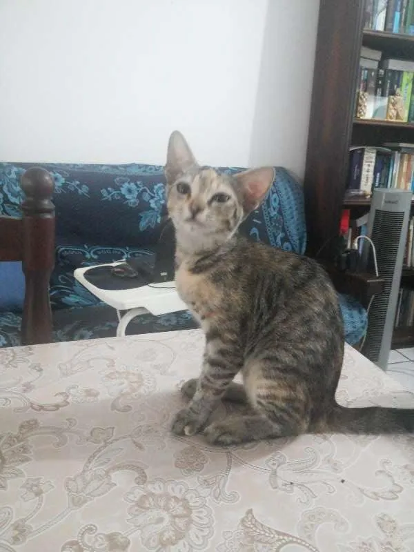 Gato raça Vira-Lata idade 2 a 6 meses nome Rajada