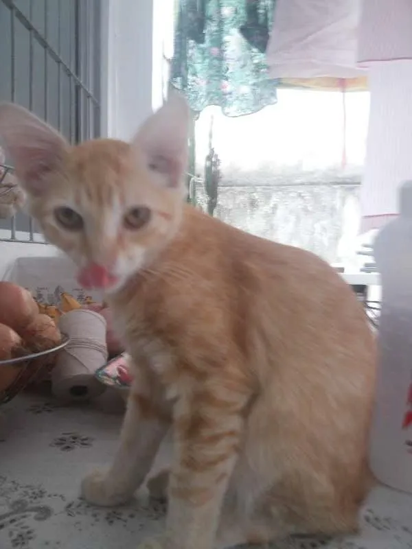 Gato raça Vira-Lata idade 2 a 6 meses nome Loki