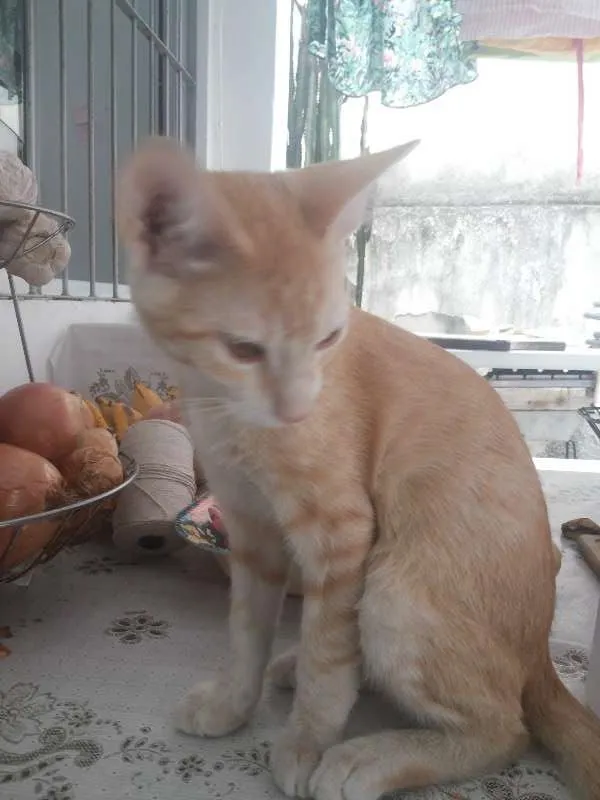 Gato raça Vira-Lata idade 2 a 6 meses nome Flash