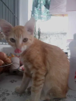 Gato raça Vira-Lata idade 2 a 6 meses nome Loki