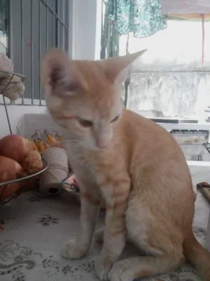 Gato raça Vira-Lata idade 2 a 6 meses nome Flash