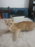 Pimpolho