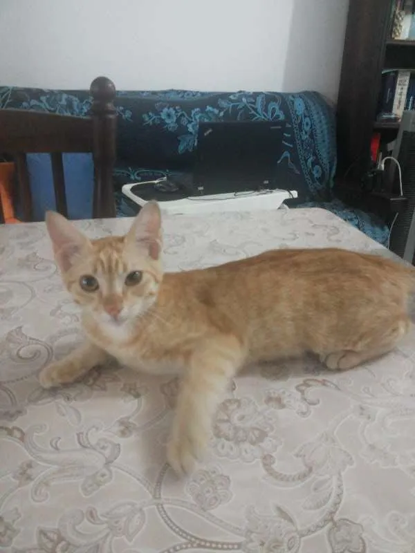 Gato raça Vira-Lata idade 2 a 6 meses nome Pimpolho