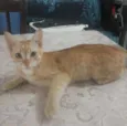 Pimpolho