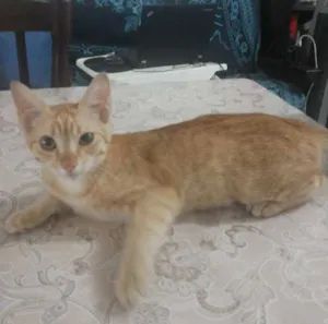 Gato raça Vira-Lata idade 2 a 6 meses nome Pimpolho